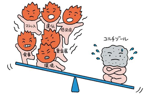 コルチゾールとは:1NDLY~Personal~Gym 浦安のパーソナルジム